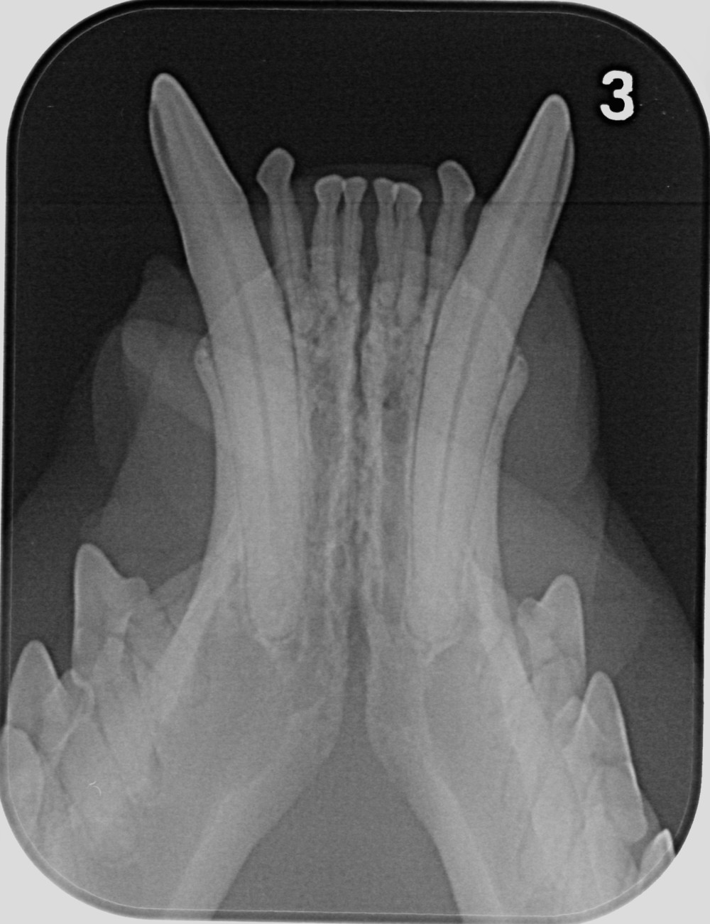 digitales Dentalröntgen: Canini UK